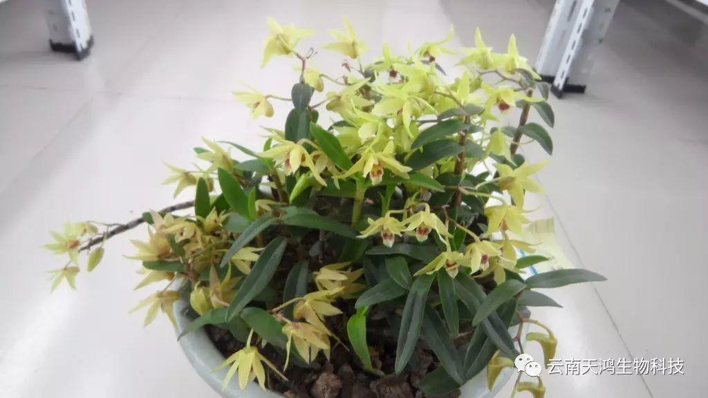 仙草之首 蟲(chóng)草之上---石斛花 仙草之首 蟲(chóng)草之上---石斛花