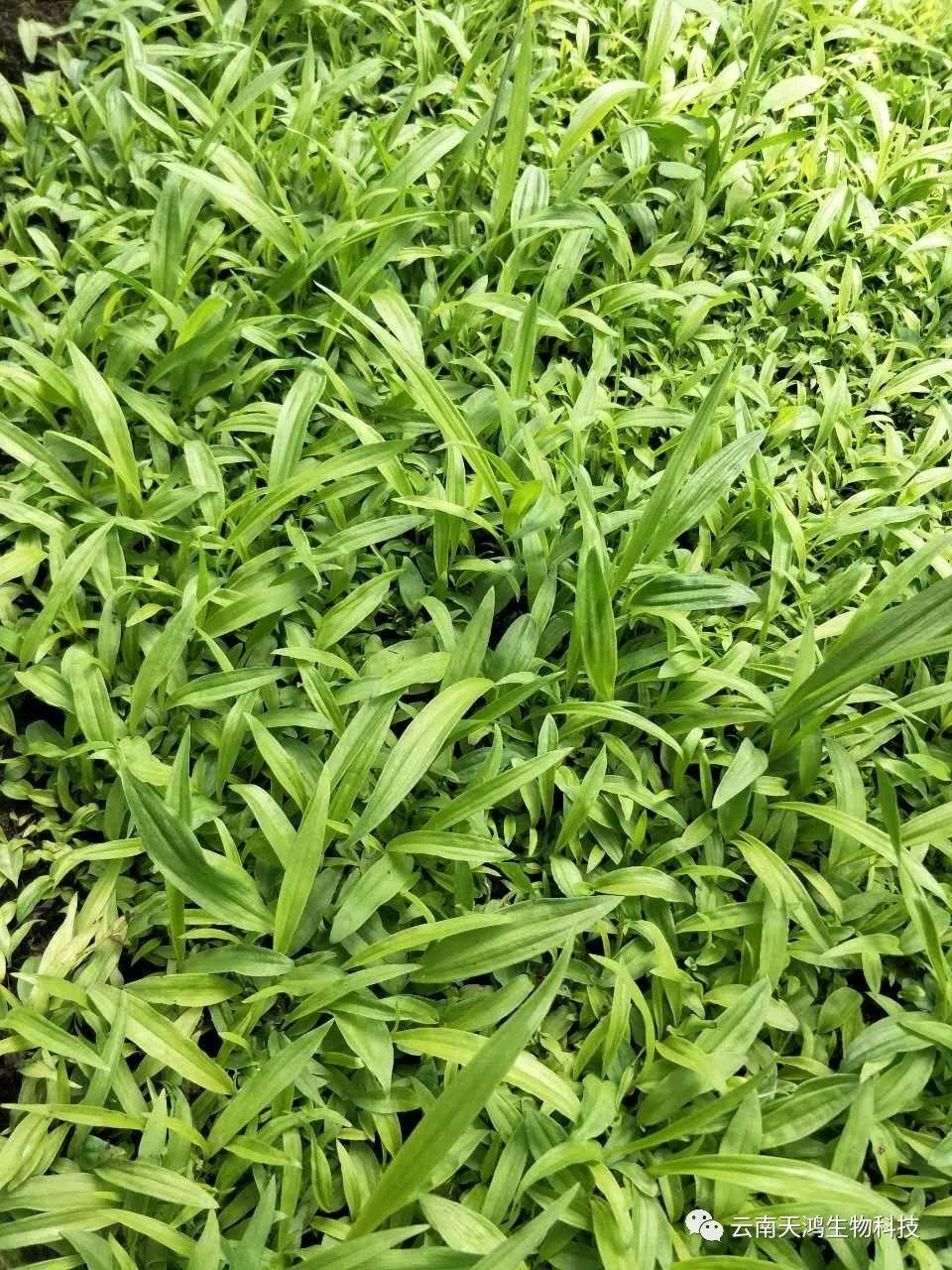 云南天鴻生物白及直播苗、白及瓶苗、白及馴化苗價(jià)格及配圖