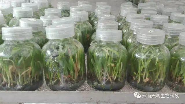 云南天鴻生物白及直播苗、白及瓶苗、白及馴化苗價(jià)格及配圖