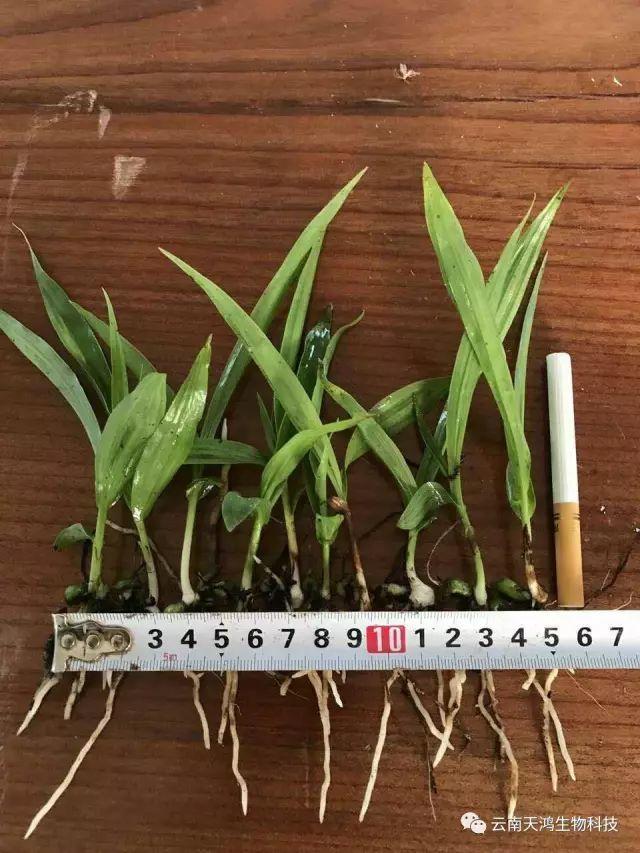 云南天鴻生物白及直播苗、白及瓶苗、白及馴化苗價(jià)格及配圖