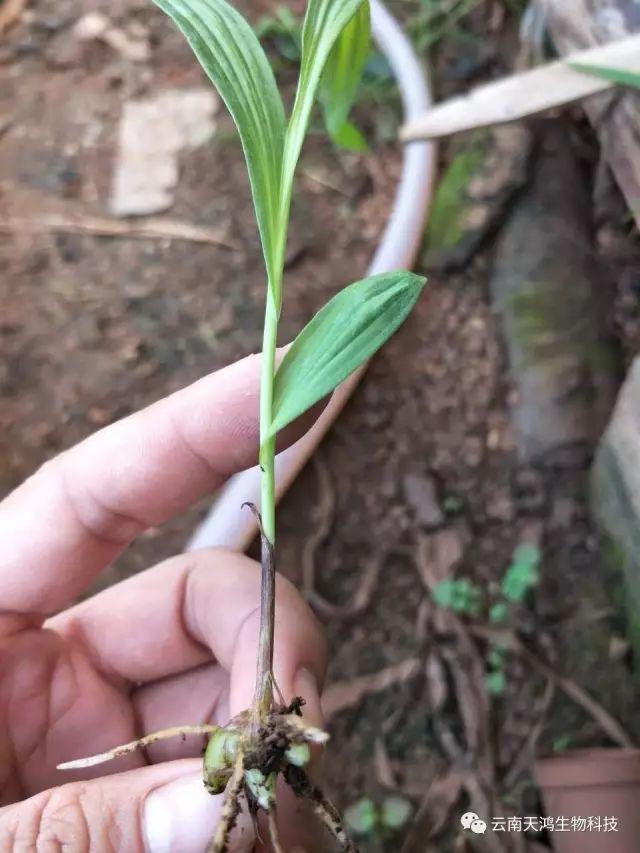 云南天鴻生物白及直播苗、白及瓶苗、白及馴化苗價(jià)格及配圖
