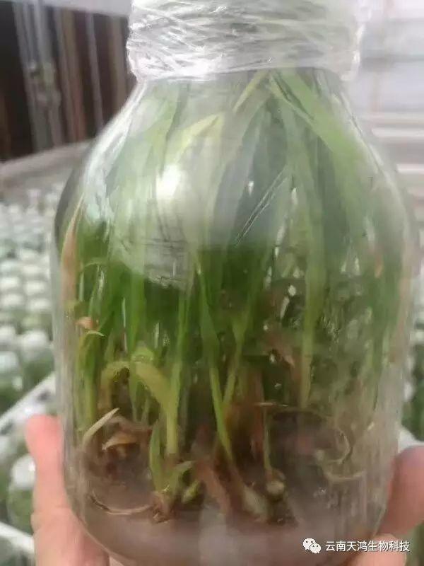 云南天鴻生物白及直播苗、白及瓶苗、白及馴化苗價(jià)格及配圖