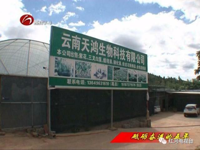 【砥礪奮進(jìn)的五年】彌勒：荒坡地長(zhǎng)出“金疙瘩”