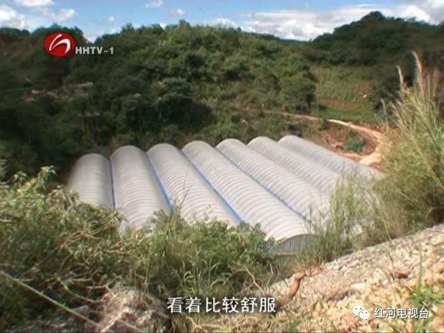 【砥礪奮進(jìn)的五年】彌勒：荒坡地長(zhǎng)出“金疙瘩”