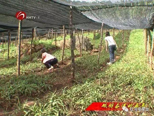 【砥礪奮進(jìn)的五年】彌勒：荒坡地長(zhǎng)出“金疙瘩”