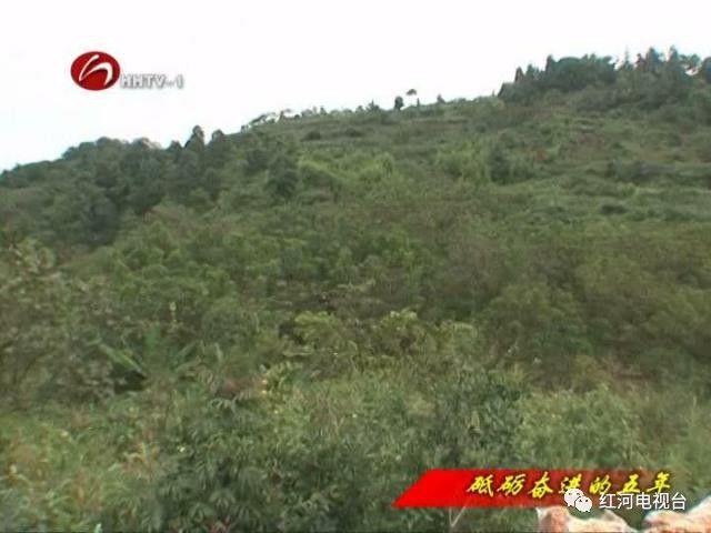 【砥礪奮進(jìn)的五年】彌勒：荒坡地長(zhǎng)出“金疙瘩”