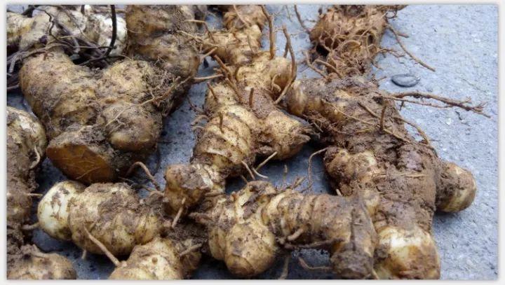 2017年最火中藥種植項目大匯總 2017年最火中藥種植項目大匯總