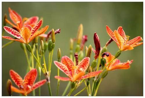 2017年最火中藥種植項目大匯總 2017年最火中藥種植項目大匯總