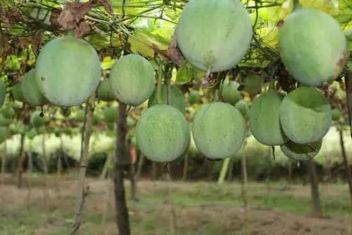 2017年最火中藥種植項目大匯總 2017年最火中藥種植項目大匯總