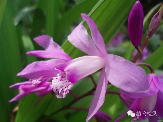 搜索量排名第一的白芨種植前景怎樣？?jī)r(jià)格走勢(shì)如何？