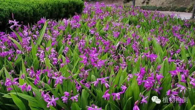 搜索量排名第一的白芨種植前景怎樣？?jī)r(jià)格走勢(shì)如何？