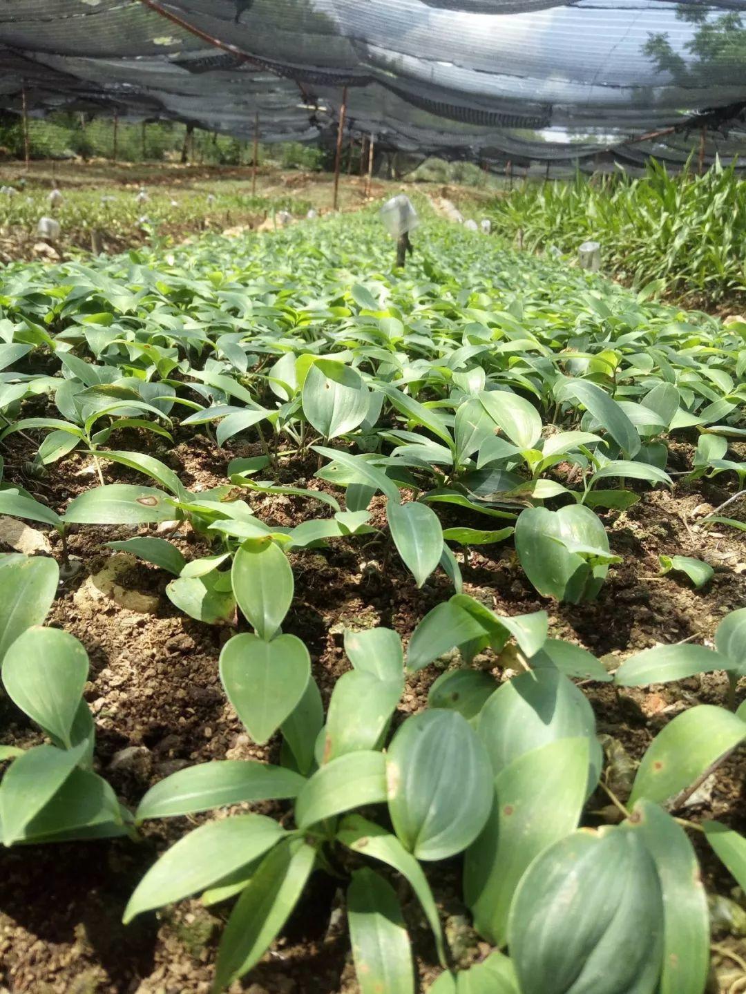 云南天鴻-----科技共享，共贏未來