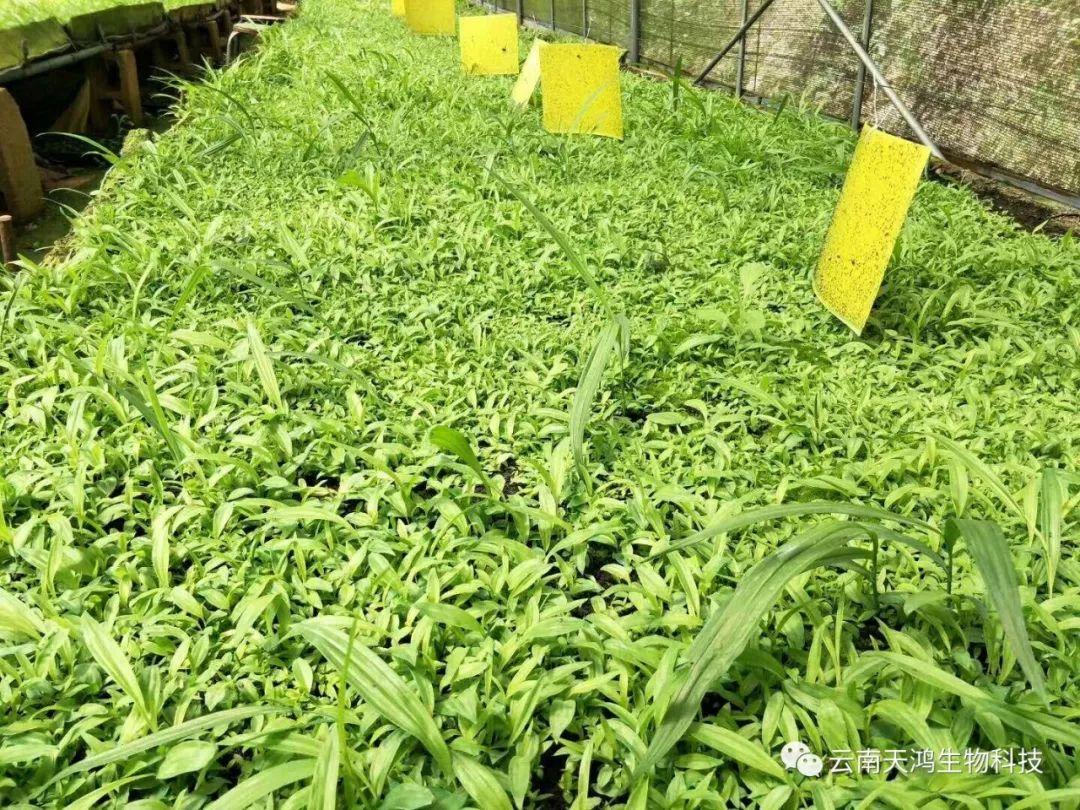 天鴻生物白及特價好消息，一毛一株