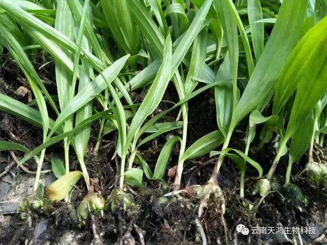 天鴻生物白及特價好消息，一毛一株