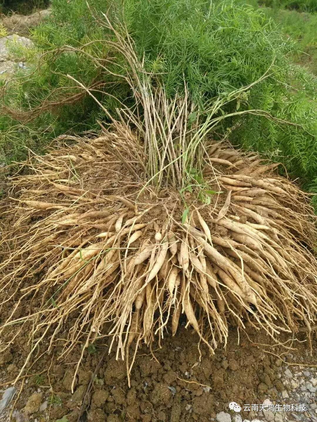 天門冬：簡單像種草，收獲卻是寶