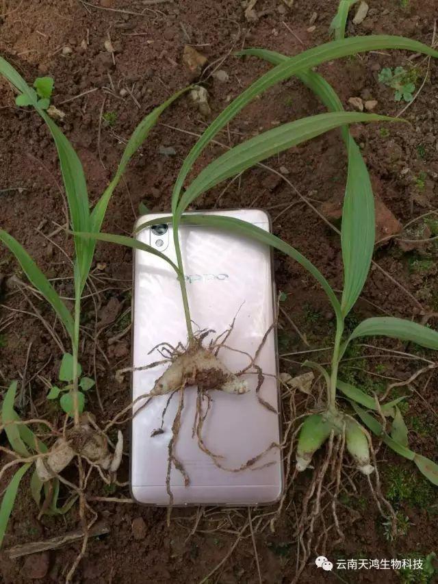 天鴻生物白及特價好消息，一毛一株