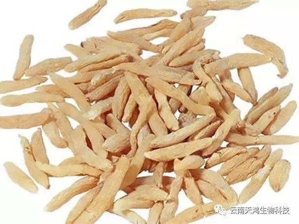 天門冬：簡單像種草，收獲卻是寶