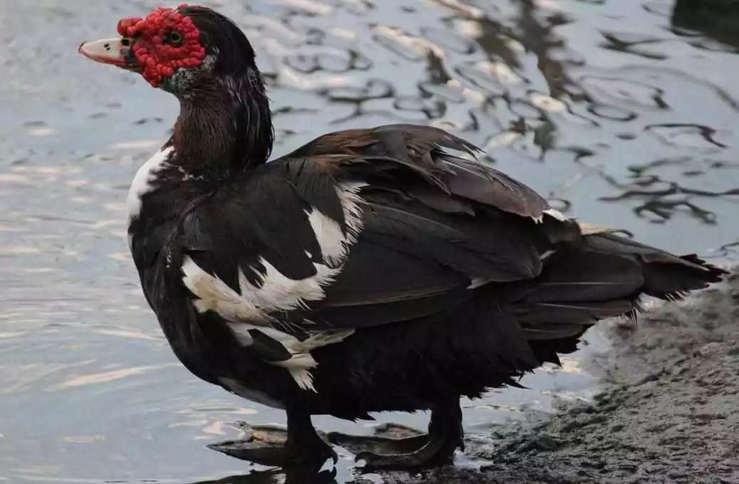 藥 食 同 源 藥 食 同 源