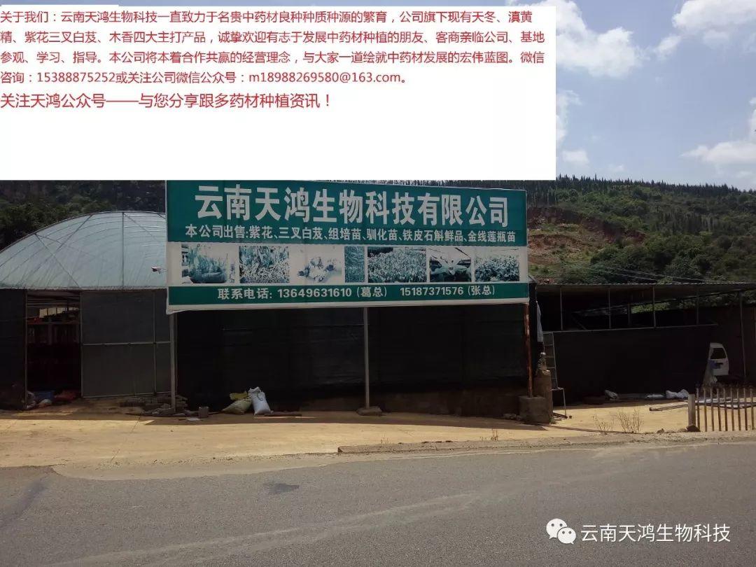 天門冬：簡單像種草，收獲卻是寶