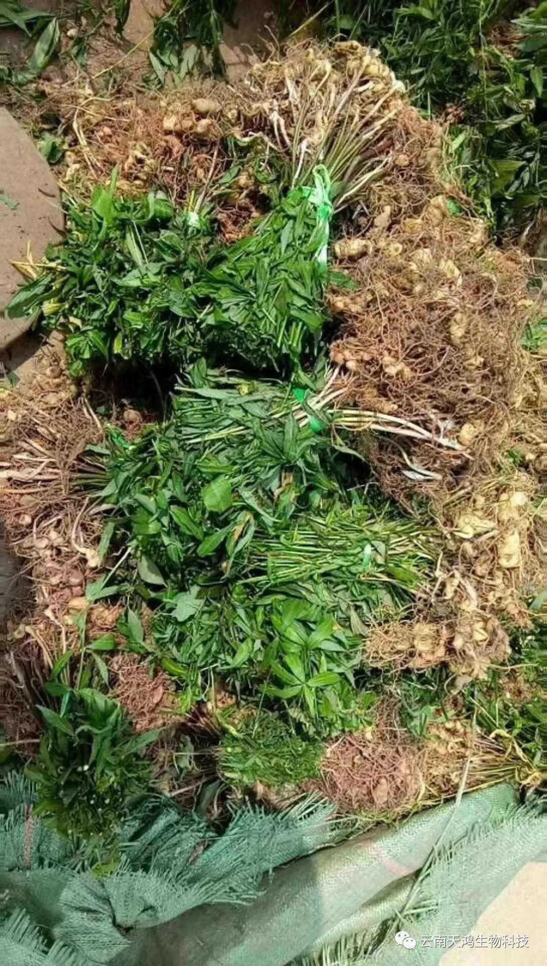 紅花滇黃精，多花黃精種植大全。及苗價(jià)目表及配圖