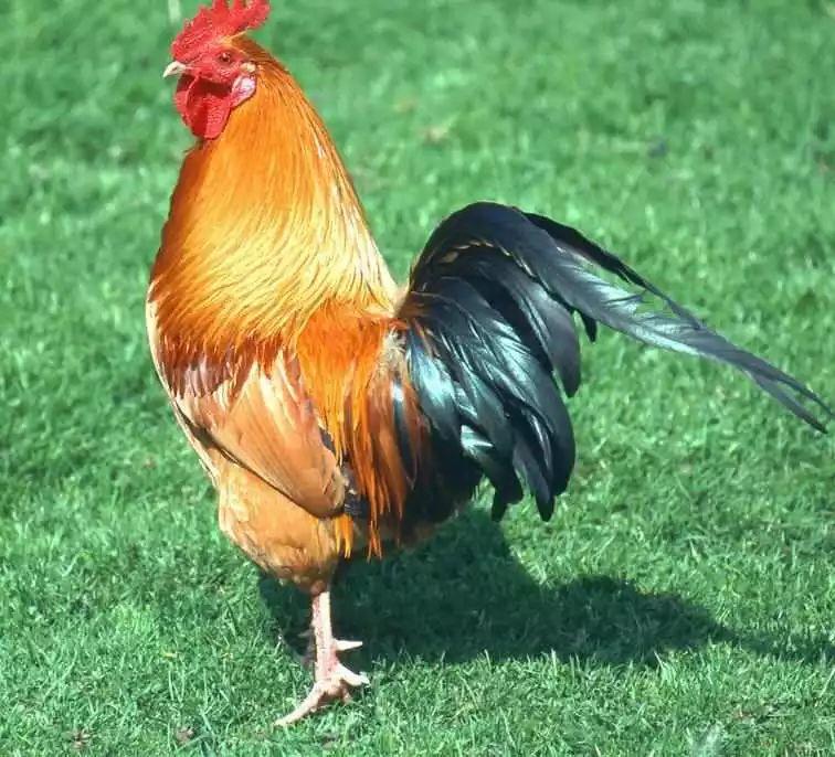 藥 食 同 源 藥 食 同 源