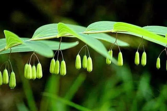 黃精的采收加工及作用 黃精的采收加工及作用