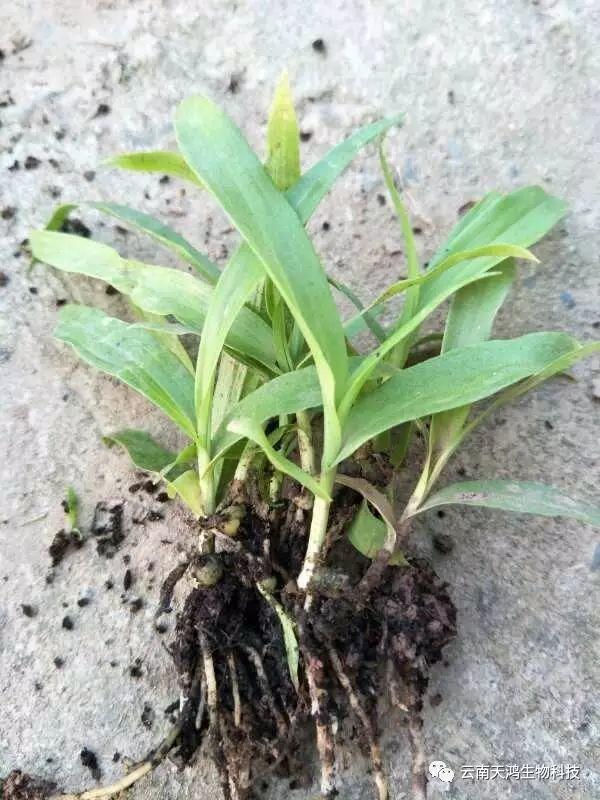 天鴻生物白及特價好消息，一毛一株