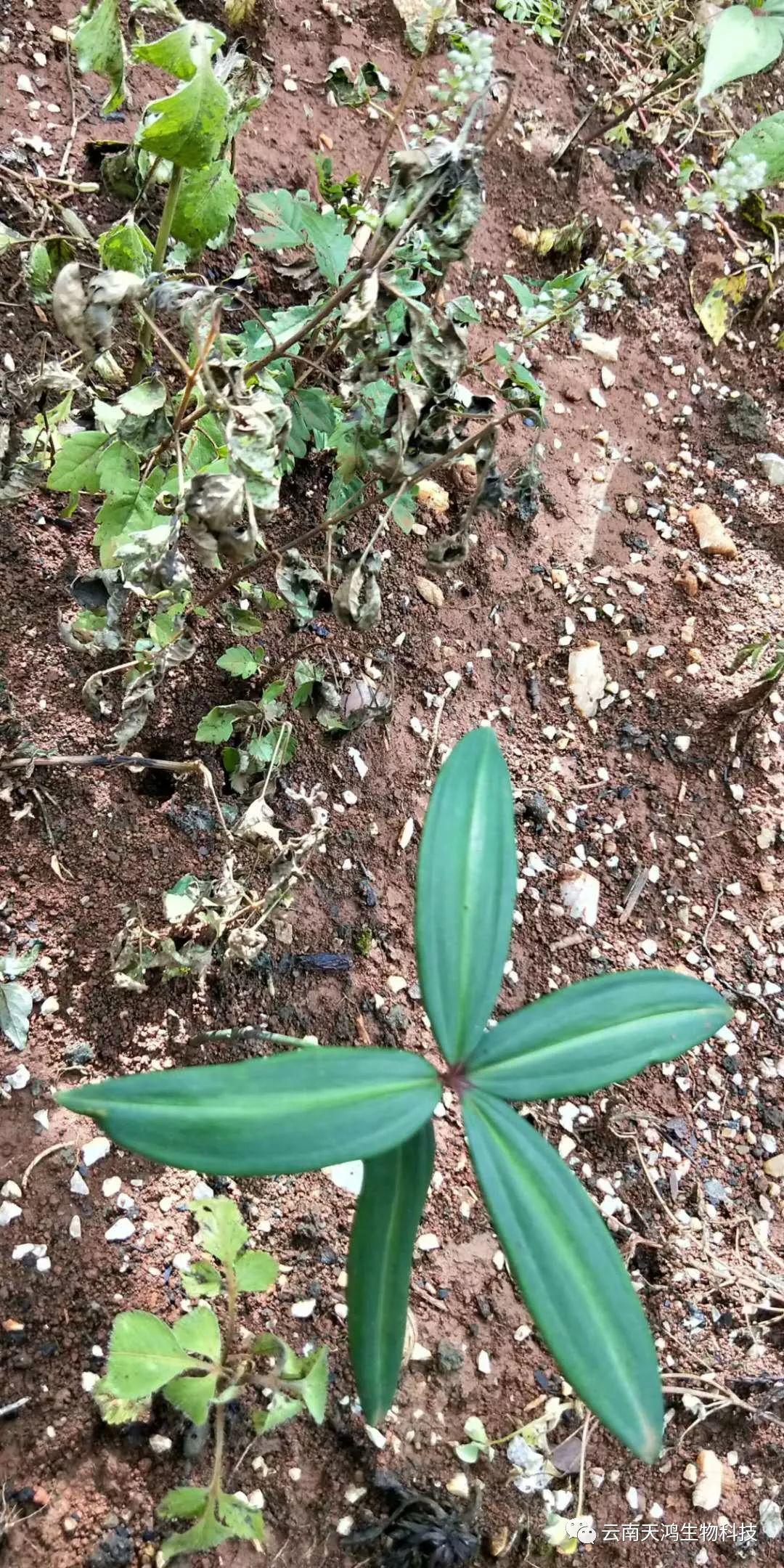 黃精除草劑實用效果圖