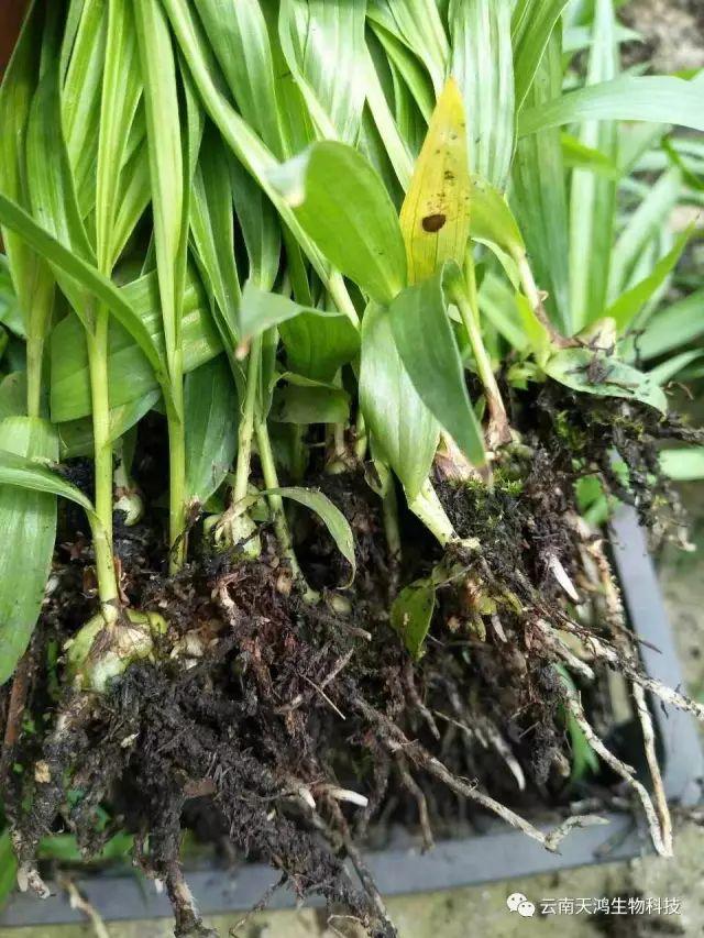 天鴻生物白及特價好消息，一毛一株