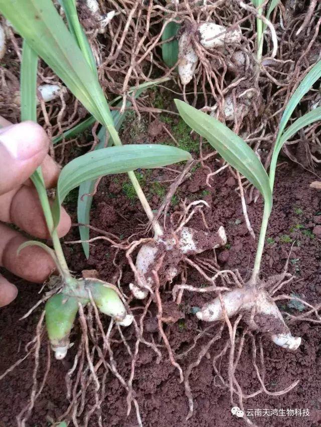 天鴻生物白及特價好消息，一毛一株