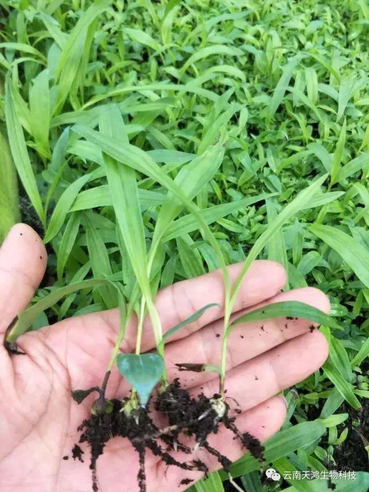 天鴻生物白及特價好消息，一毛一株