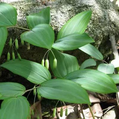 黃精的采收加工及作用 黃精的采收加工及作用