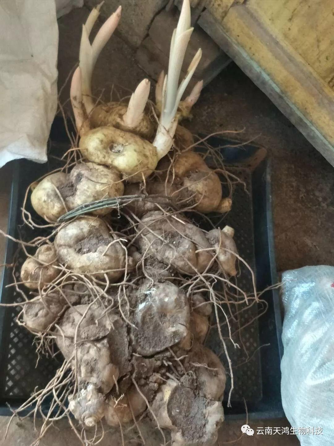 紅花滇黃精，多花黃精種植大全。及苗價(jià)目表及配圖