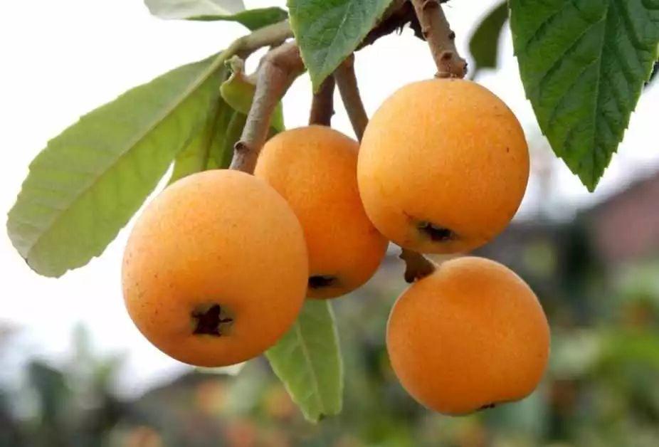 藥 食 同 源 藥 食 同 源