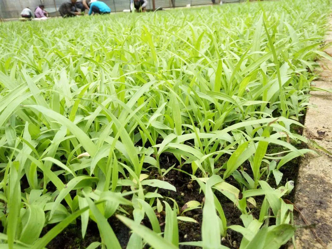 云南天鴻-----科技共享，共贏未來