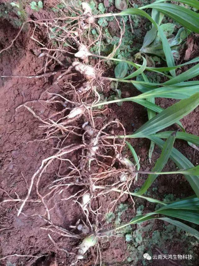 天鴻生物白及特價好消息，一毛一株