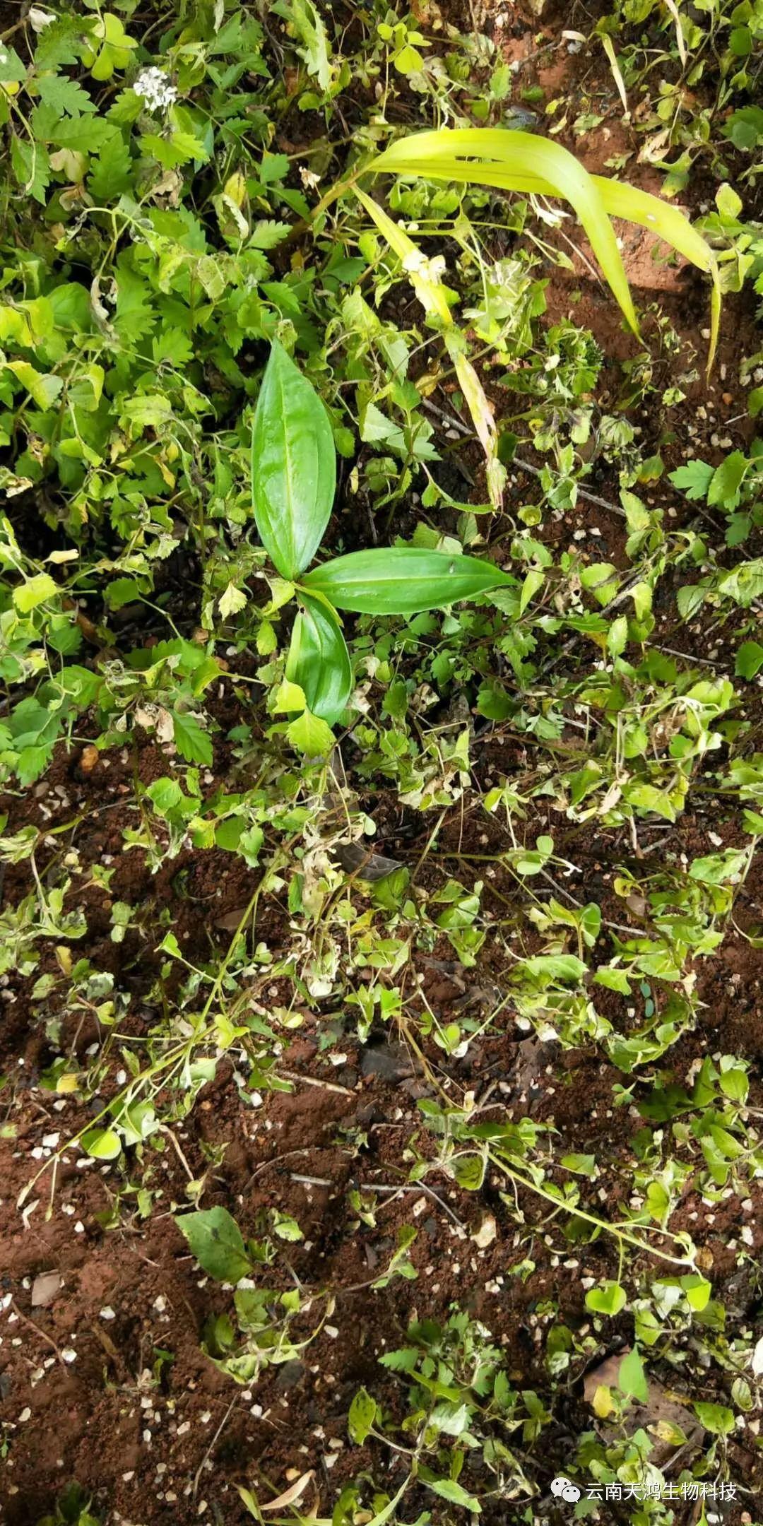 黃精除草劑實用效果圖