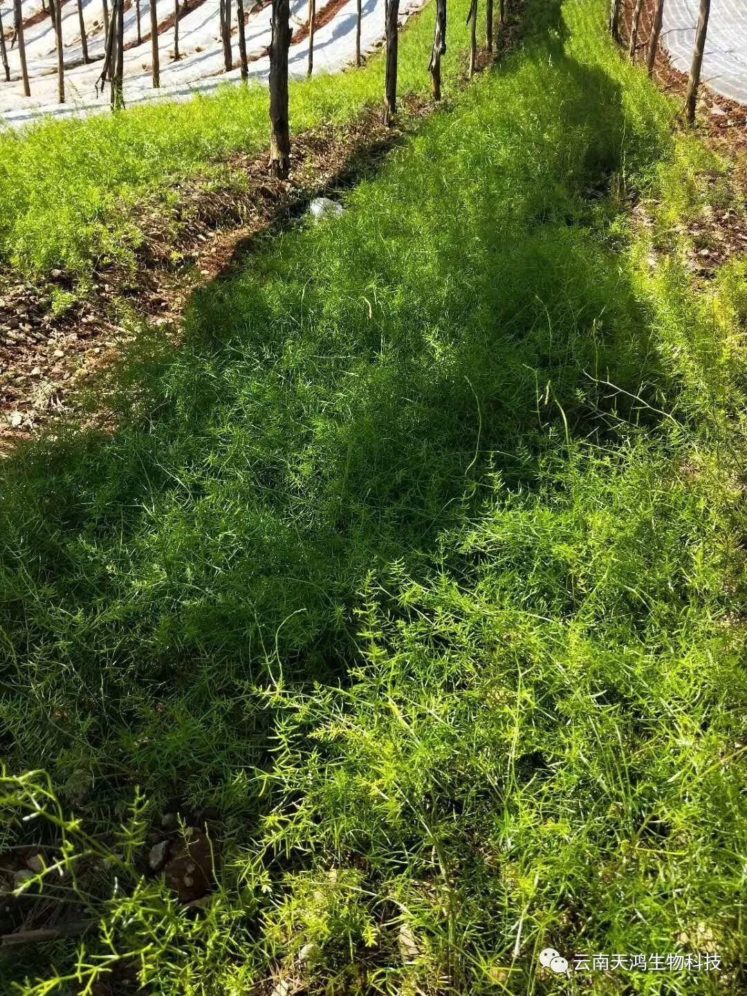 天門冬：簡單像種草，收獲卻是寶