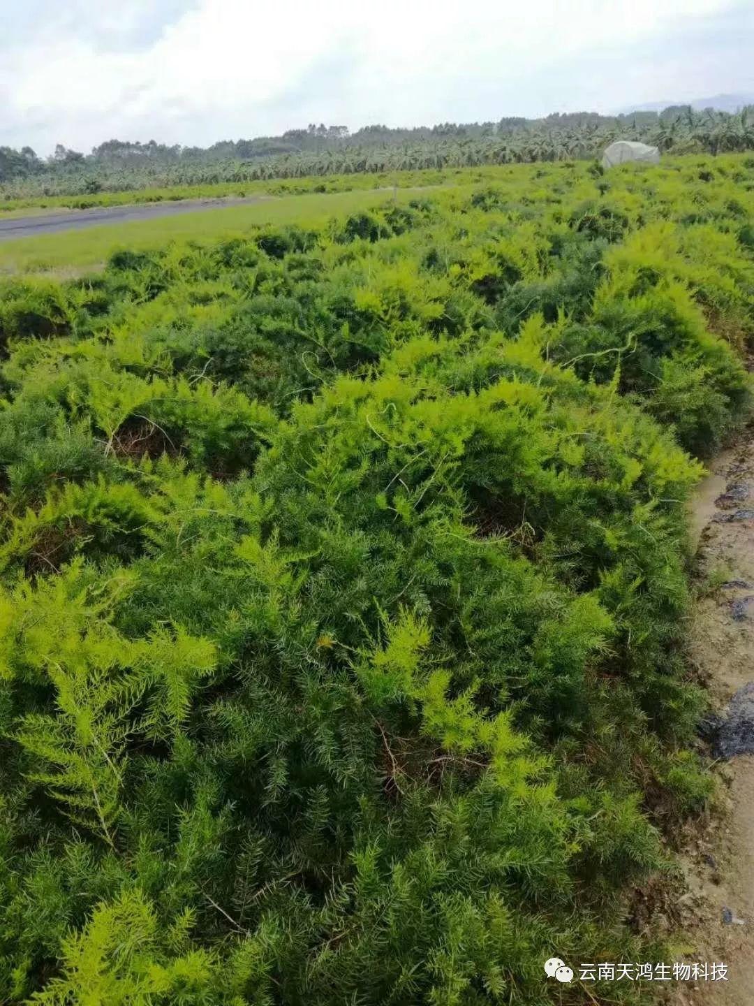天門冬：簡單像種草，收獲卻是寶