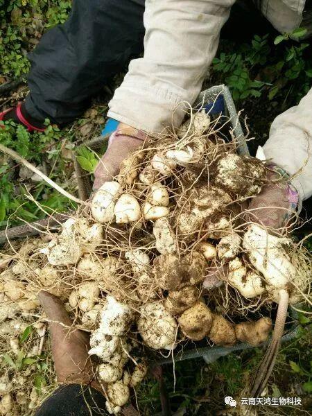 紅花滇黃精，多花黃精種植大全。及苗價(jià)目表及配圖