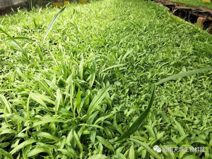 天鴻生物白及特價好消息，一毛一株