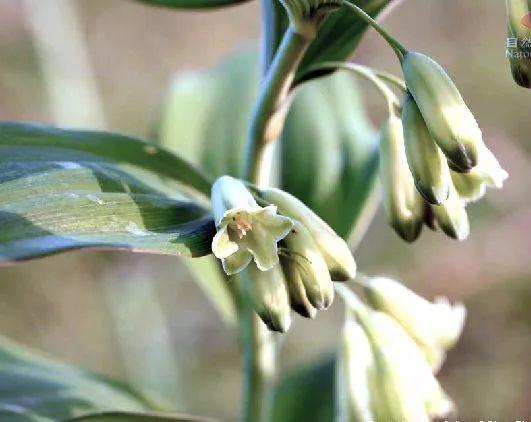 紅花滇黃精，多花黃精種植大全。及苗價(jià)目表及配圖