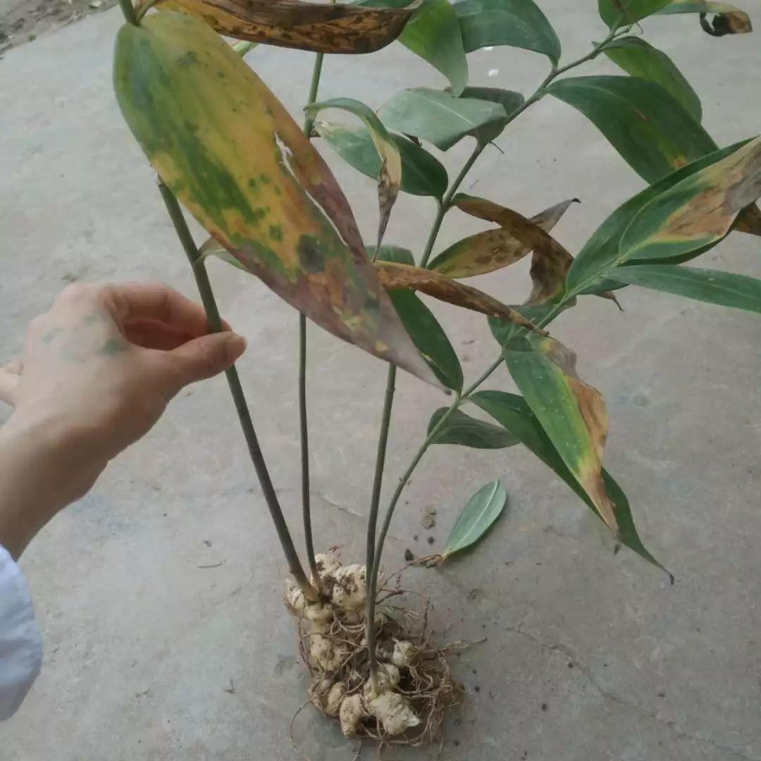 紅花滇黃精，多花黃精種植大全。及苗價(jià)目表及配圖