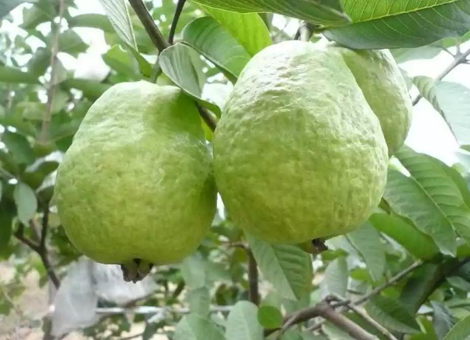 藥 食 同 源 藥 食 同 源