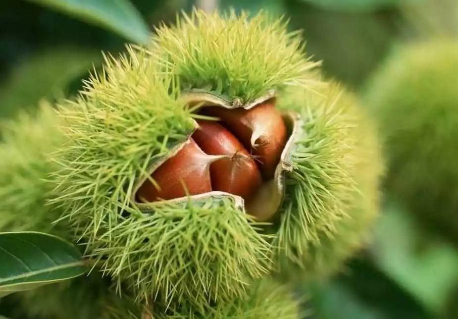 藥 食 同 源 藥 食 同 源