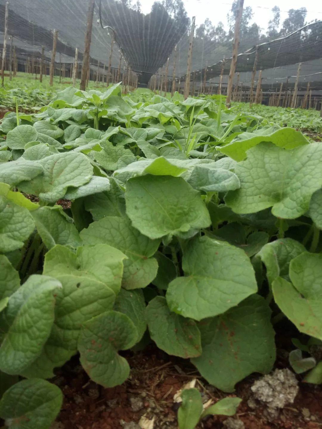 云南天鴻-----科技共享，共贏未來