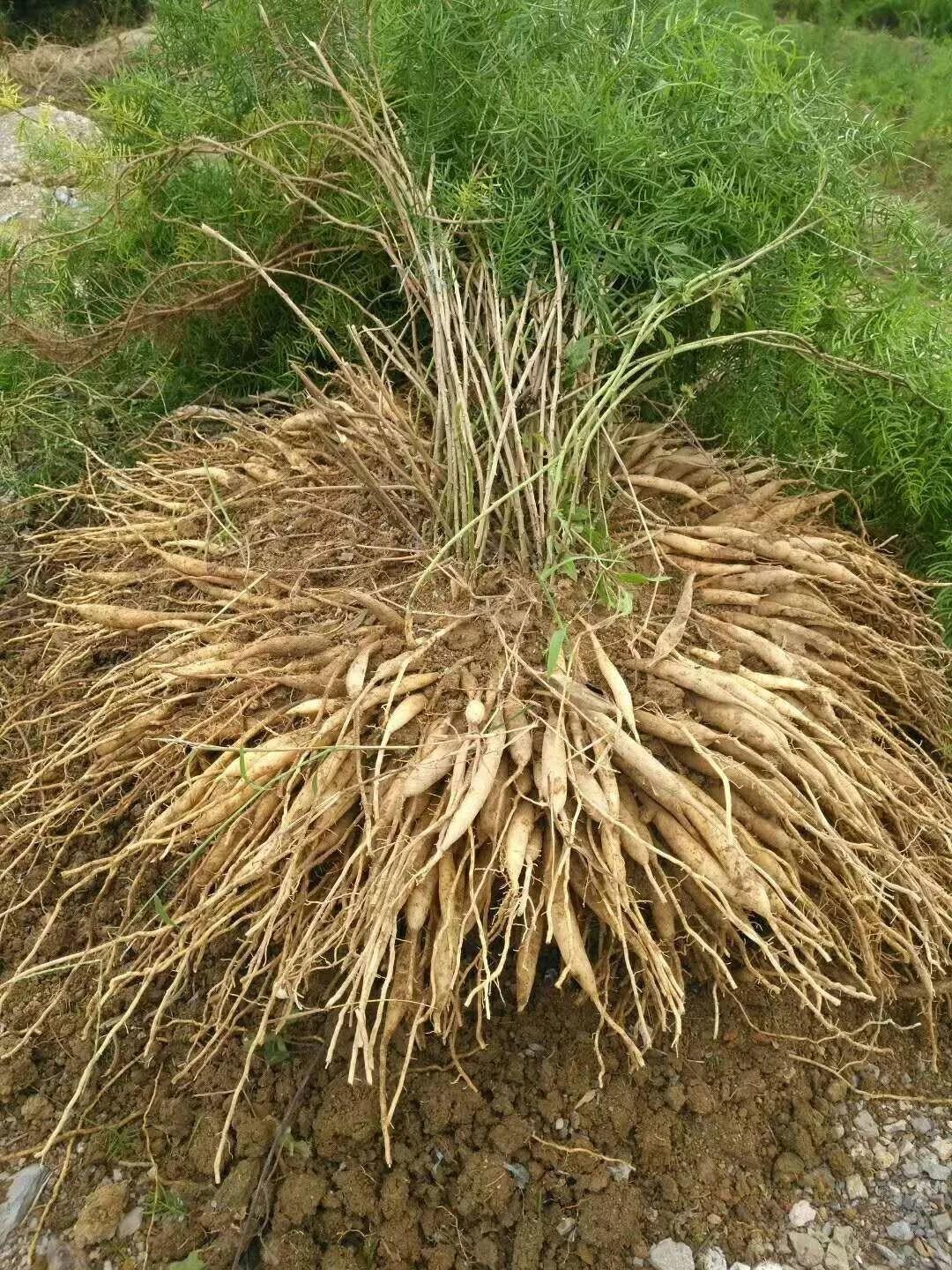 云南天鴻-----科技共享，共贏未來