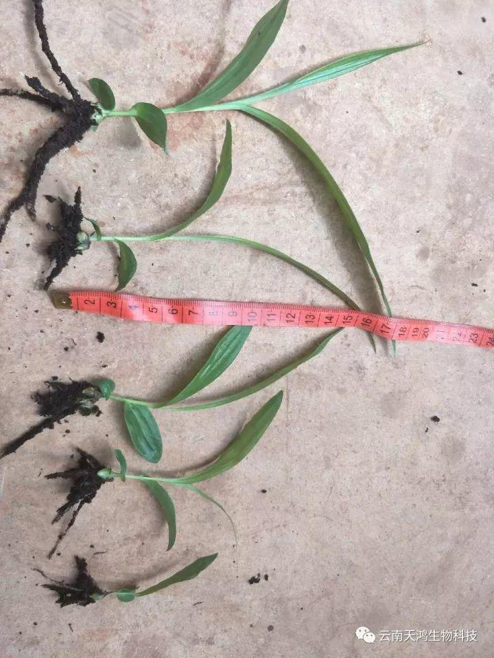 天鴻生物白及特價好消息，一毛一株