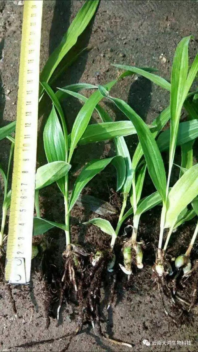 天鴻生物白及特價好消息，一毛一株