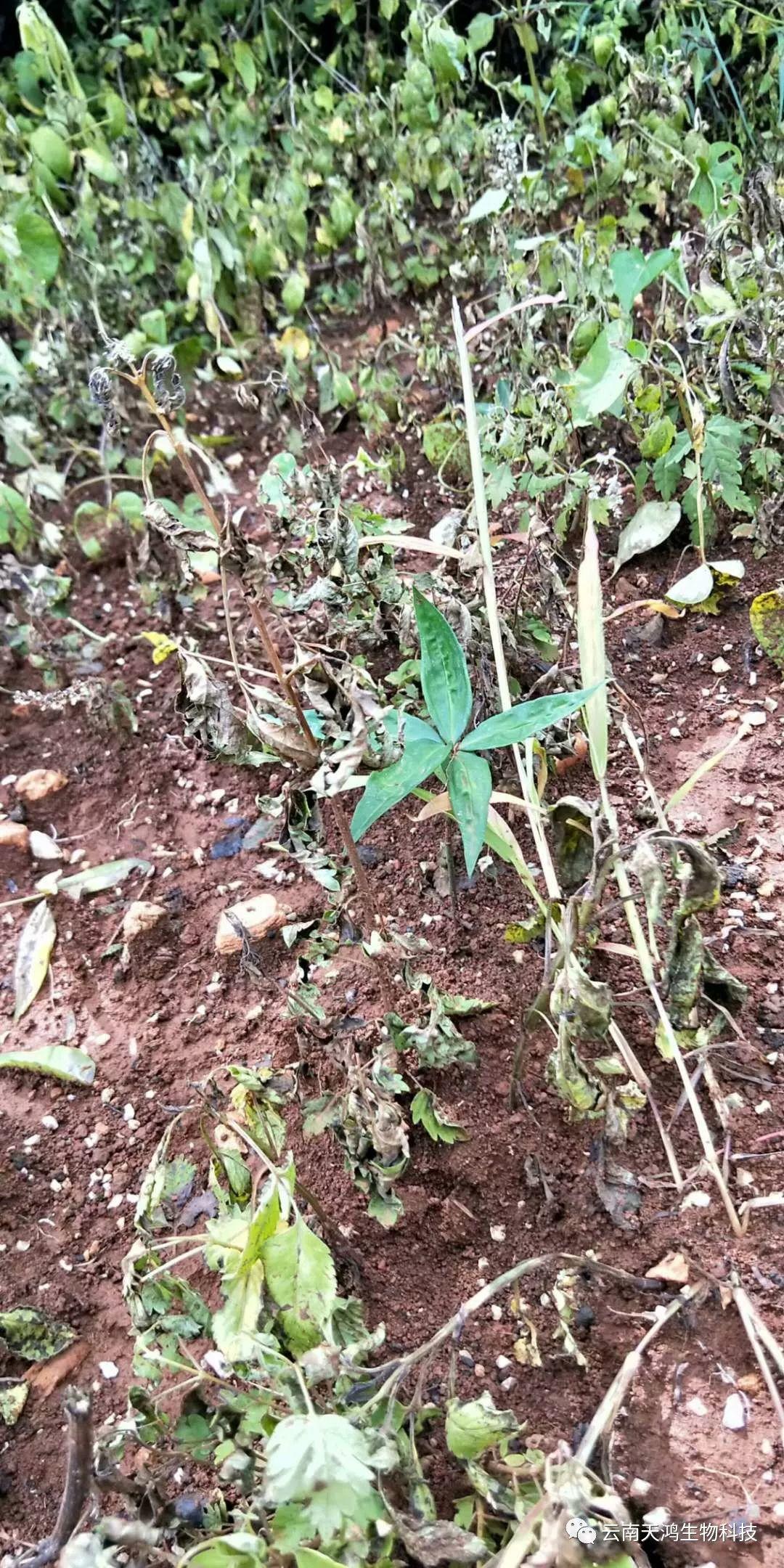 黃精除草劑實用效果圖